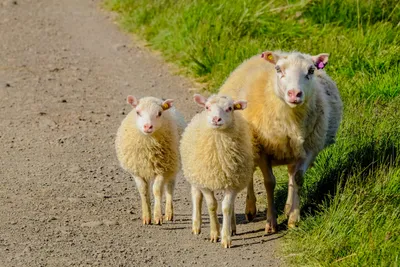 Испания сообщает о первой с 1968 года вспышке оспы овец | Ветеринария и  жизнь
