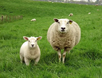 Нежность против грубости, или Если бы овцы могли выбирать