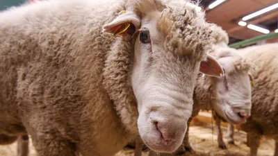 Овцы Flock — стоковые фотографии и другие картинки Овца - Копытное животное  - Овца - Копытное животное, Пастух овец, Пастьба - iStock