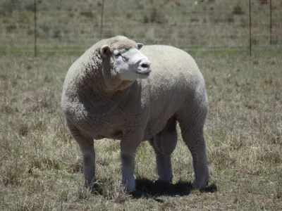 В Великобритании сняли на видео приключения овцы в отеле - РИА Новости,  06.12.2020