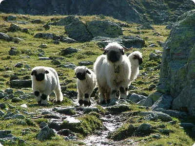 Где овцы? - Аферу с покупкой породистых овец на 13,5 млн провернул житель  Шымкента | Inbusiness.kz