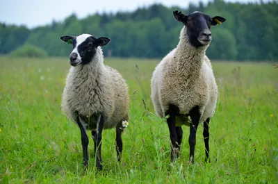 Овцы и овечка стоковое изображение. изображение насчитывающей симпатично -  130983623