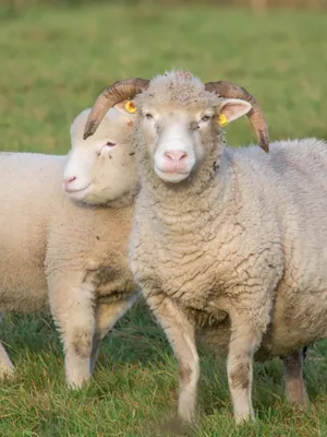Иль де Франс овца, заказать из Европы - ТД Эльстадо
