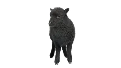 Картинки овец - 44 фото