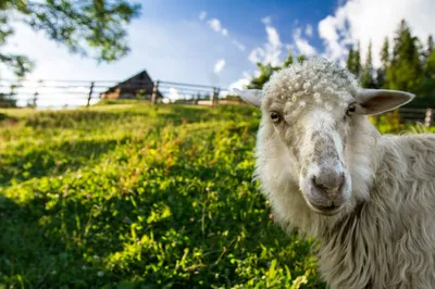 Симпатичные смешные овцы на ферме :: Стоковая фотография :: Pixel-Shot  Studio