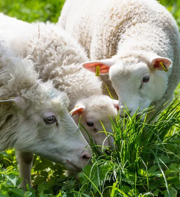 Как распознать и предупредить оспу овец и коз? — Управление ветеринарии  Ростовской области