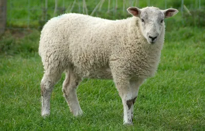 Картинки овца - 45 фото