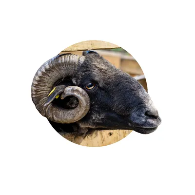 Глисты у овец: признаки, лечение, средства, препараты | Статья АВЗ