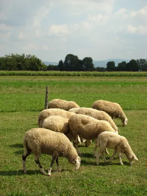 Правильное кормление овец после окота