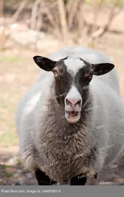 Из Австралии в Кыргызстан привезли более 100 овец необычной породы — фото -  20.05.2021, Sputnik Кыргызстан
