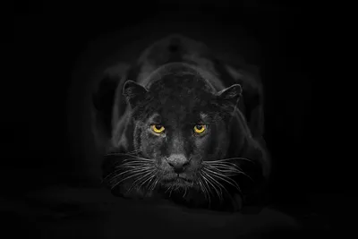 Картинка пантера на черном фоне