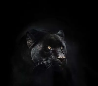 чёрная пантера на чёрном фоне: 2 тыс изображений найдено в Яндекс.Картинках  | Черная пантера, Пантера, Животные