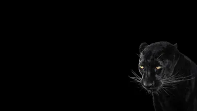 Картина Чёрная пантера в джунглях на чёрном фоне в интернет-магазине  Ярмарка Мастеров по цене 7000 ₽ – PMKACBY | Картины, Сочи - доставка по  России