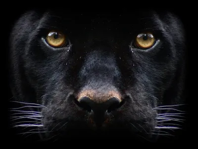 Интерьерная картина на холсте - черная пантера на черном фоне 20х30 -  купить по низкой цене в интернет-магазине OZON (787686589)