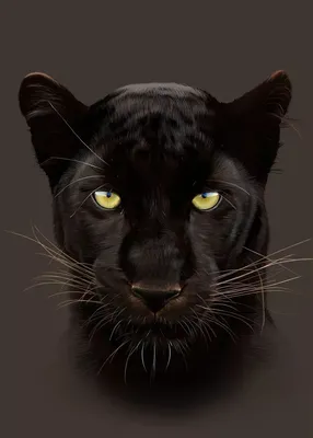 Чёрная пантера стоковое изображение. изображение насчитывающей леопард -  157995351