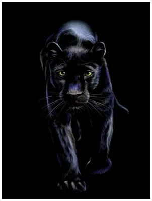 Картинка пантера Большие кошки животное на черном фоне