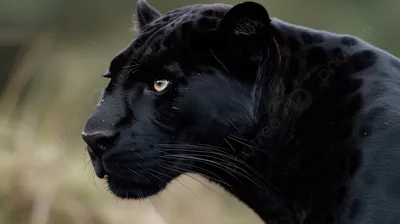 Чёрная пантера стоковое фото. изображение насчитывающей съемка - 157995398