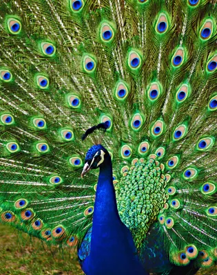 Павлин - 106 фото уникальной птицы с самым красивым хвостом | Павлин,  Картины, Птицы