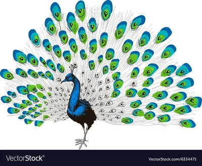павлин с зеленым хвостом и крыльями, поза ухаживания индийского павлина,  вертикальная композиция, Hd фотография фото фон картинки и Фото для  бесплатной загрузки