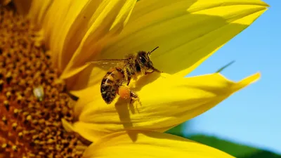 Зоолог рассказал о древних пчелах и их уникальных способностях - РИА  Новости, 21.05.2021