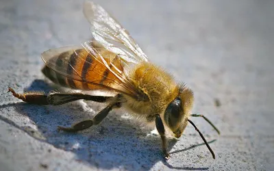 Почему в России массово гибнут пчелы - Российская газета