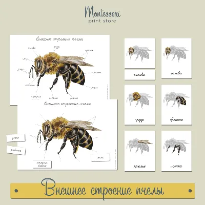 Почему пчелы осенью покидают улей ➤ Интернет-магазин Vashapasika