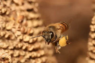 Eco Living: пчелы — почему они так важны и как их спасти | Posta-Magazine