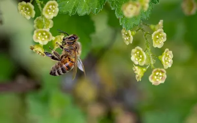 Пыльцевые корзиночки пчелы • Юлия Михневич • Научная картинка дня на  «Элементах» • Энтомология