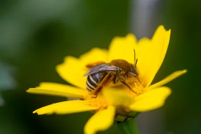 Eco Living: пчелы — почему они так важны и как их спасти | Posta-Magazine