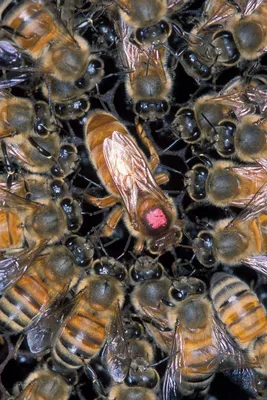 Пчелы реже жалят, если сбиваются в большие группы