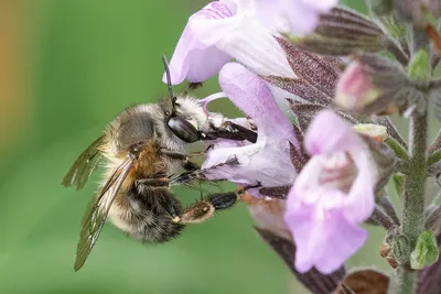 Действительно ли пчелы умирают, если жалят вас | ДискНет | Дзен