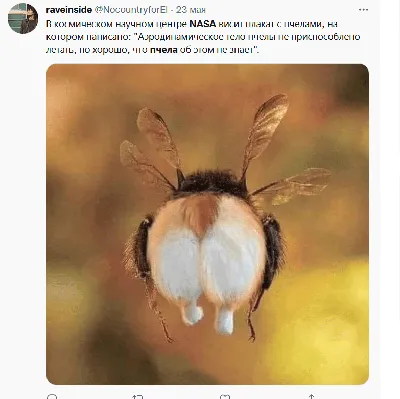 Пустынные пчелы, похожие на муравьев
