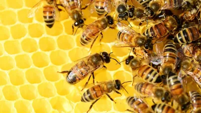 Крылатые \"бандеровцы\": пчелы Херсонской области до смерти покусали  оккупантов