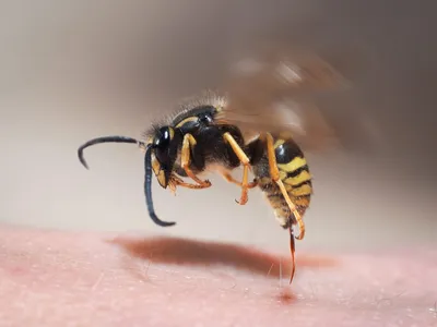 Пчела-шерстобит (Антидия) | Пикабу