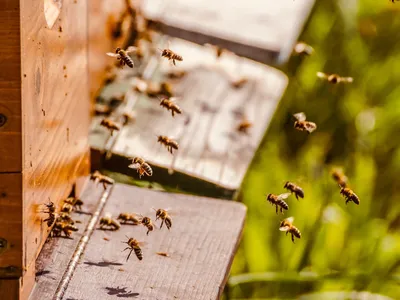 Как пчелы делают мед, сколько живет пчела и другие интересные факты о  насекомых