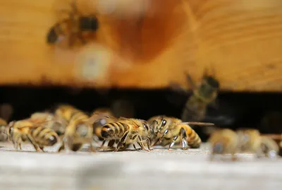 В России снова массово гибнут пчелы – Агроинвестор