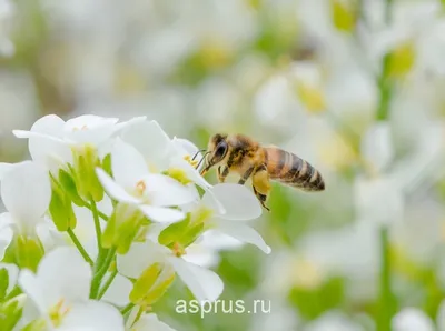 Плотоядные пчёлы и пчёлы без жала | Пикабу