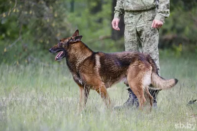 Трогательная встреча после плена пограничника с собакой: видео –  Prozoro.net.ua