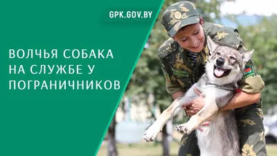 Пограничник спас собаку Джессику в Донецкой области - щемящая история - Pets