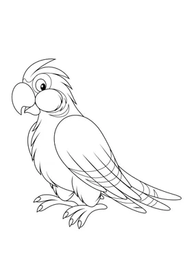 Раскраска Домашний попугай распечатать или скачать