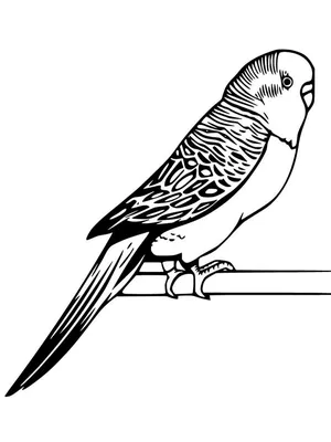 Раскраска попугайчик - 75 фото