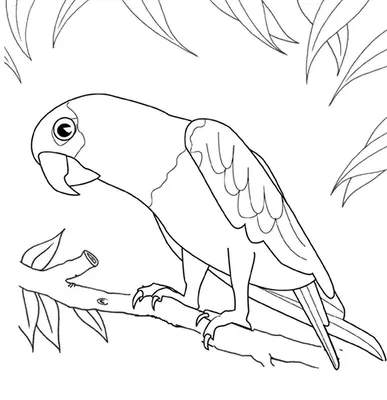 Рисунки для срисовки животных попугай (28 шт)