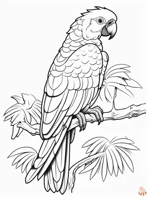Книжка-раскраска попугая для вектора взрослых Иллюстрация вектора -  иллюстрации насчитывающей цвет, каракули: 69679493