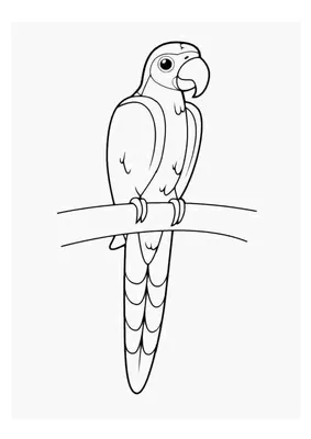 Волнистый попугай раскраска для детей - 39 фото