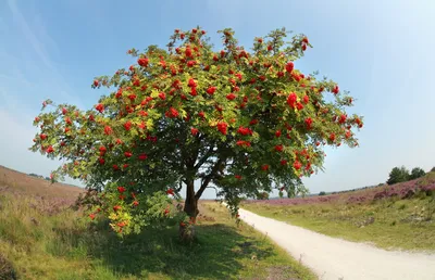Полезный осенний дар — ягоды рябины | Ботаничка | Дзен