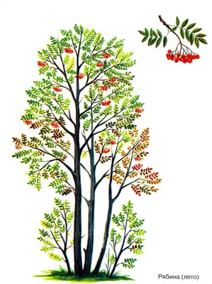 картинки : дерево, филиал, лист, цветок, производить, Осень, время года,  клен, Лиственный, Рябина, цветущее растение, Древесное растение, Наземный  завод 3024x4032 - - 25294 - красивые картинки - PxHere