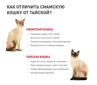 Сиамский кот: история породы, характер и стандарт внешности – фото