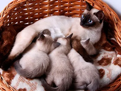 Может ли у обычной кошки родится сиамские котята? Можно ли от такого помёта  считать их породистыми? » — Яндекс Кью