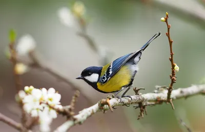 Синица птицы на ветке (61 фото) - красивые фото и картинки pofoto.club