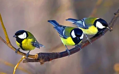 Картинка Три синицы на ветке » Синица » Птицы » Животные » Картинки 24 -  скачать картинки бесплатно